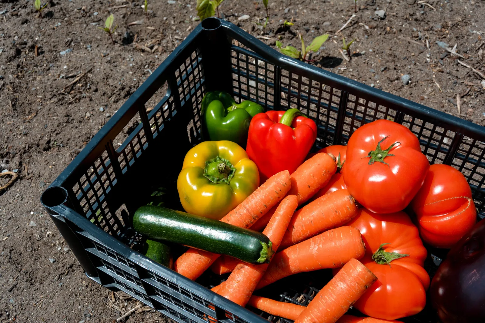 Basket of freshly harvested peppers, carrots, tomatoes and zucchini on garden soil